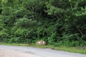 A frightened Gon-chan like a squirrel that had just emerged from the forest