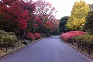 Near the Gardens in Autumn, breathtaking colors! (Photo: Michael Kaplan Autumn 2011)