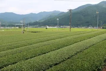 Tea fields near Shinryoku Sabō