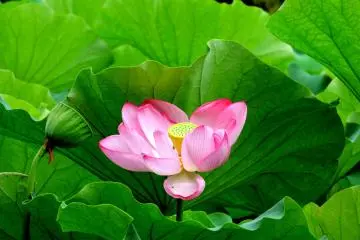 Lotus Blooms at Yakushiike Park