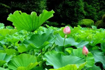 Lotus leaves are enormous