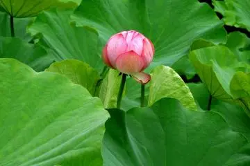 A fat, round bud ready to open