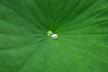 Diamond droplet in the center of a leaf