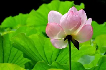 The flowers turn toward the sun, so on one side of the pond they all look like this