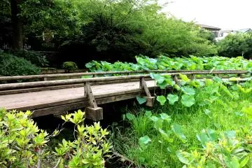 One of the wooden walk-ways
