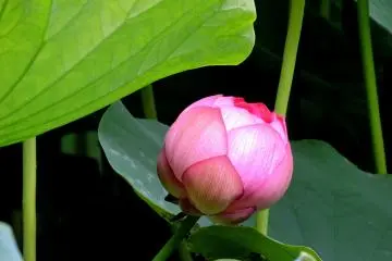Lotus bud