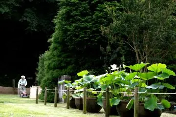 Lotuses in pots outside the park's visitor center