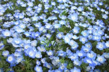 Némophiles bleus au parc Hitachi Seaside