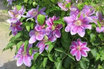 Les clématites du parc floral d'Ashikaga 