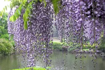 Les Fleurs du Japon