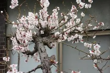 Sakura à Yudanaka