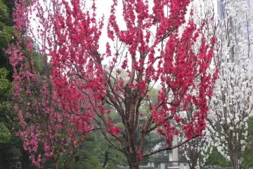 Pruniers au jardin impérial de Tokyo