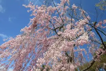 Dans le parc Obusei