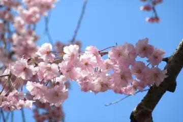 Dans le parc Obusei