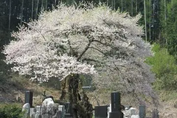 Sakura à Nagano