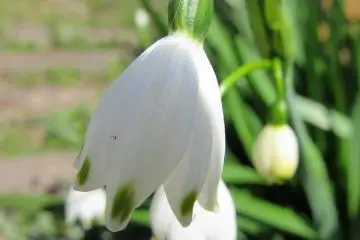 Les fleurs du printemps de Nagano
