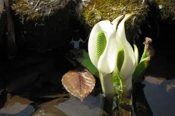 Arum d'eau à Nagano