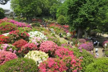 Festival des azalées du Nezu-jinja à Tokyo