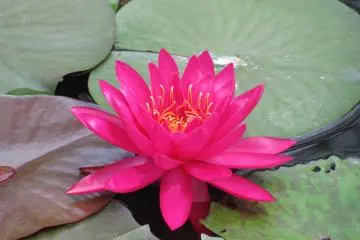 Nénuphar au Kobe Animal Kingdom