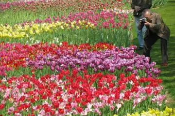 Tulipes du parc Hamamatsu