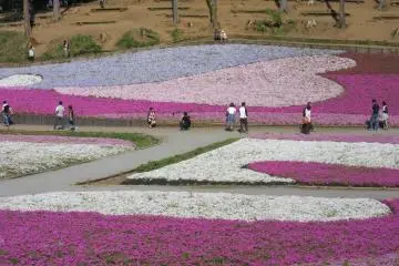 Phlox mousse au parc Hisujiyama 