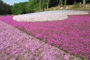 Phlox mousse au parc Hisujiyama 