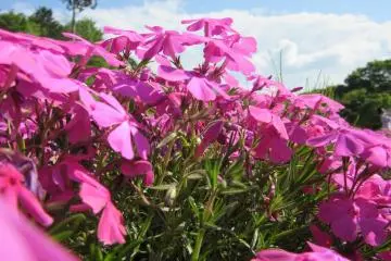 Phlox mousse au parc Hisujiyama 