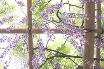 Vista mágica debajo de las glicinas colgando desde las pérgolas