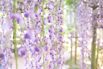 La naturaleza colgante de las flores las convierten en sorprendentes cortinas florales