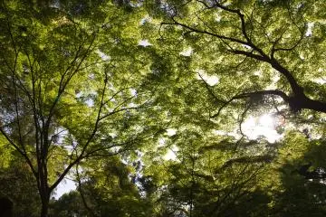 Las coloridas glicinas podrías ser quienes roban la escena en este jardín, pero el jardín en conjunto sigue siendo muy agradable
