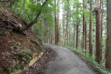 Trail to Monkey Park