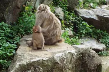 Grooming the kid