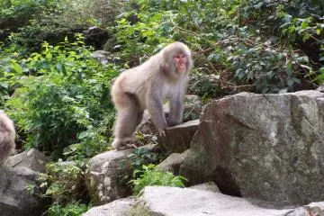 Miniature King Kong