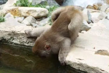 Taking a serious look into the onsen  