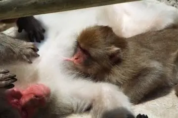 Mid-morning snack