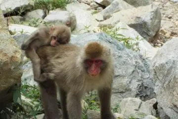 Getting a free ride
