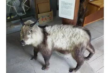Unique Forest animal