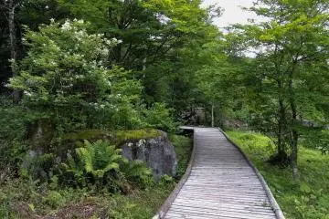 The boardwalk leads past a flowering bush