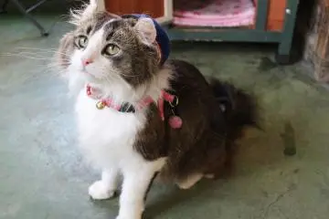 고양이 역장 "러브"