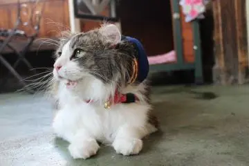 먹이를 기다리는 "러브"