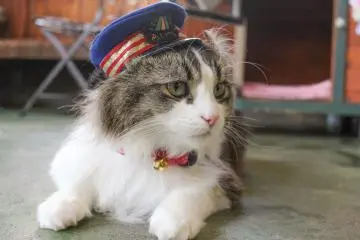 아시노마키 온센의 고양이 역장