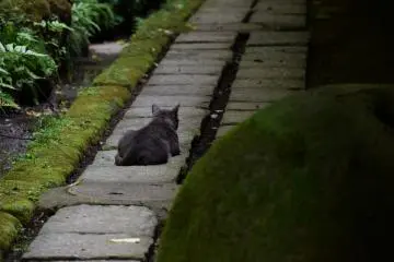 A cat is taking a nap on the stone-paved path to avoid heat