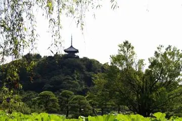 Three-story pagoda viewed beyond a lotus pond