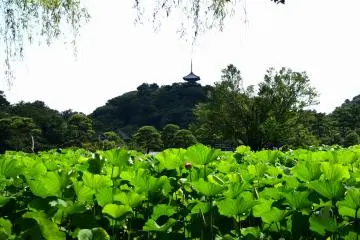 Willow tree, lotus pond and three-story pagoda