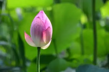 Blushing under sunshine