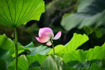 Wild dance in a strong wind