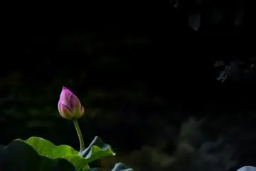 Radiant in shadow