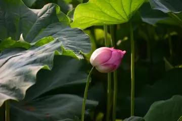 Bowing to nature