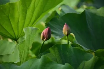 Solid buds