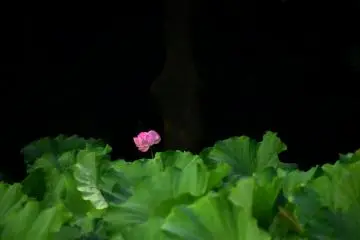 Brilliant pink in the sea of green